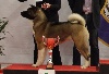  - Paris dog show 