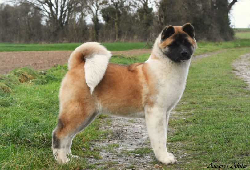 chiot Akita americain d'Aucérès