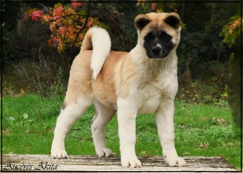 d'Aucérès - Chiot disponible  - Akita americain