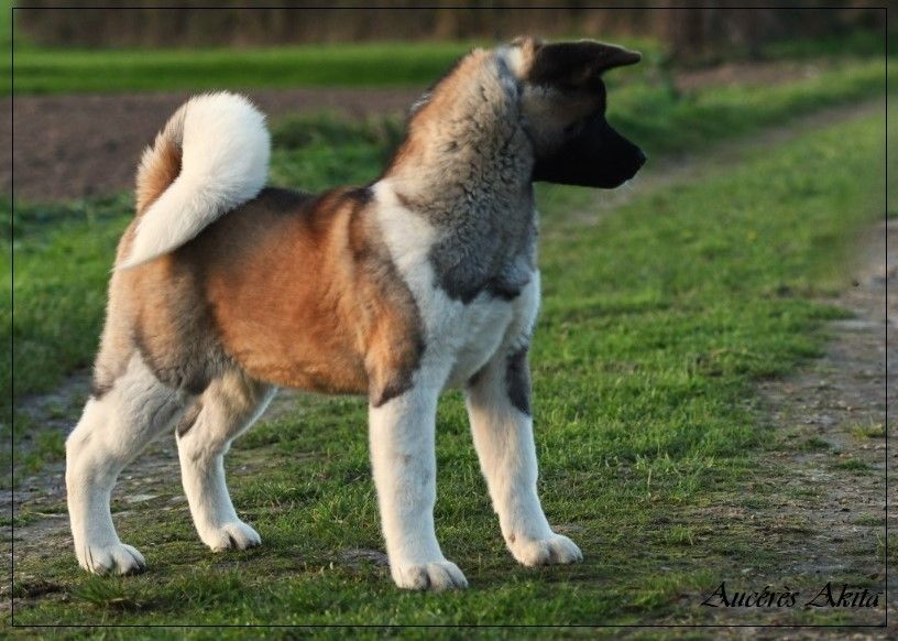 d'Aucérès - Chiot disponible  - Akita americain