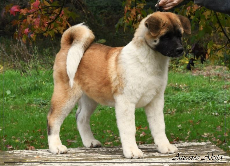 d'Aucérès - Chiot disponible  - Akita americain