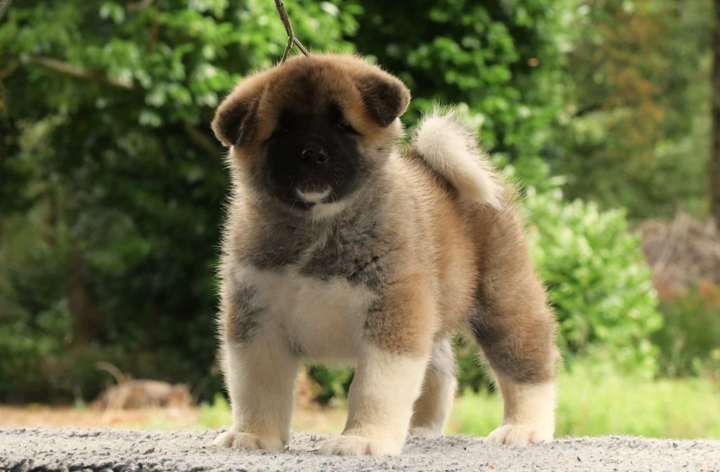 d'Aucérès - Chiots disponibles - Akita americain