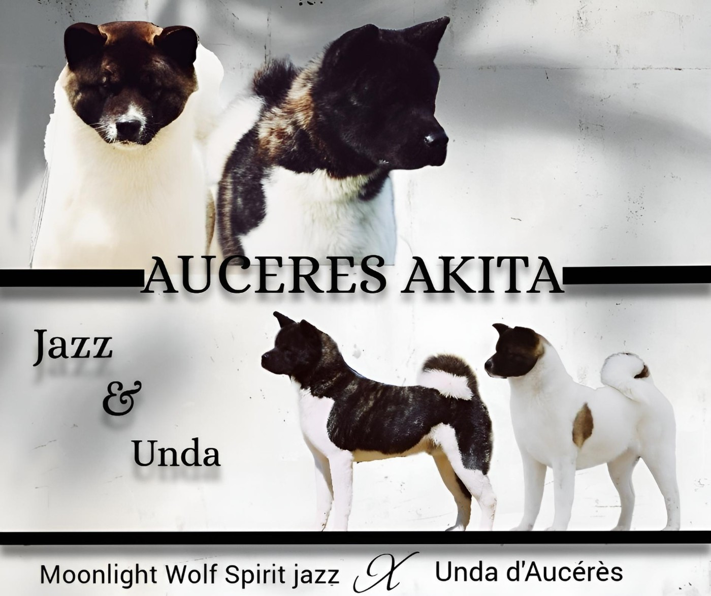Chiot Akita americain d'Aucérès