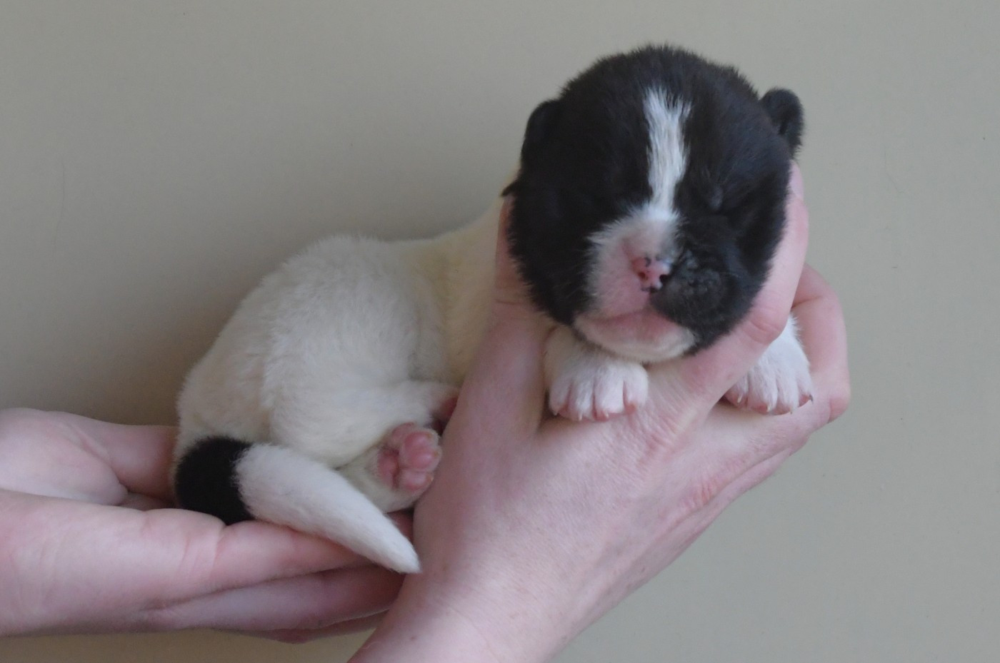 d'Aucérès - Chiots disponibles - Akita americain