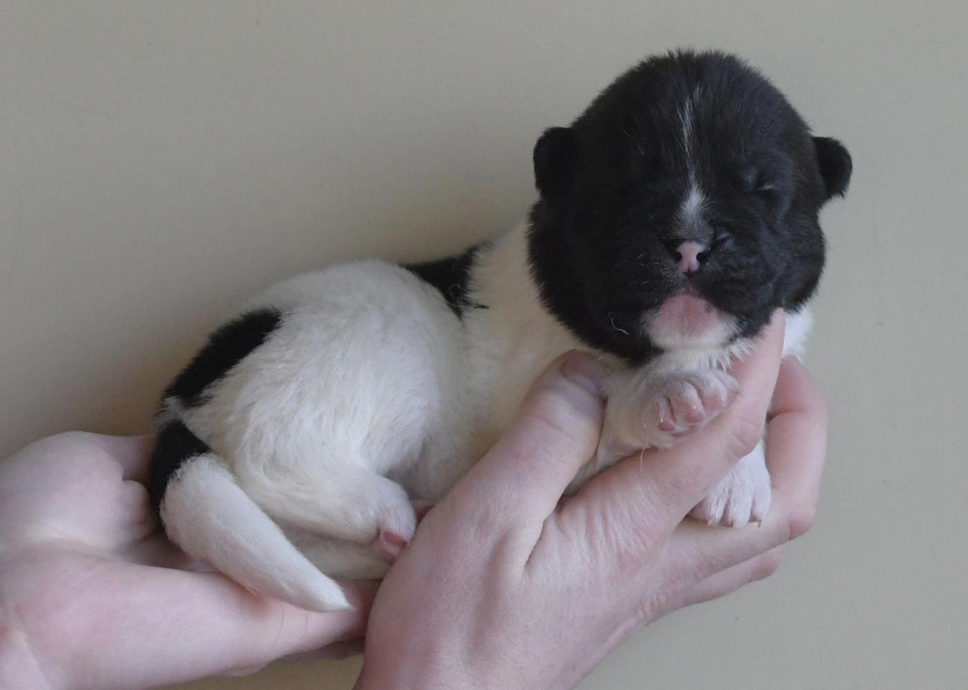 d'Aucérès - Chiots disponibles - Akita americain