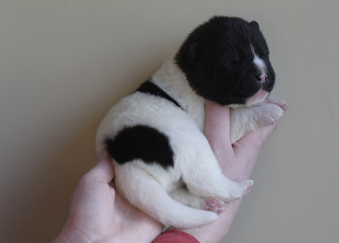 d'Aucérès - Chiots disponibles - Akita americain