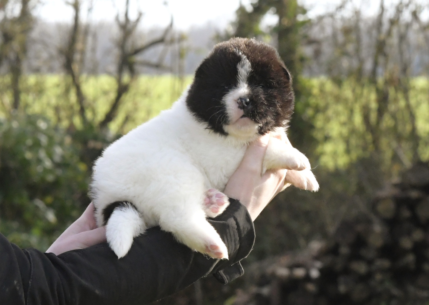 d'Aucérès - Chiots disponibles - Akita americain