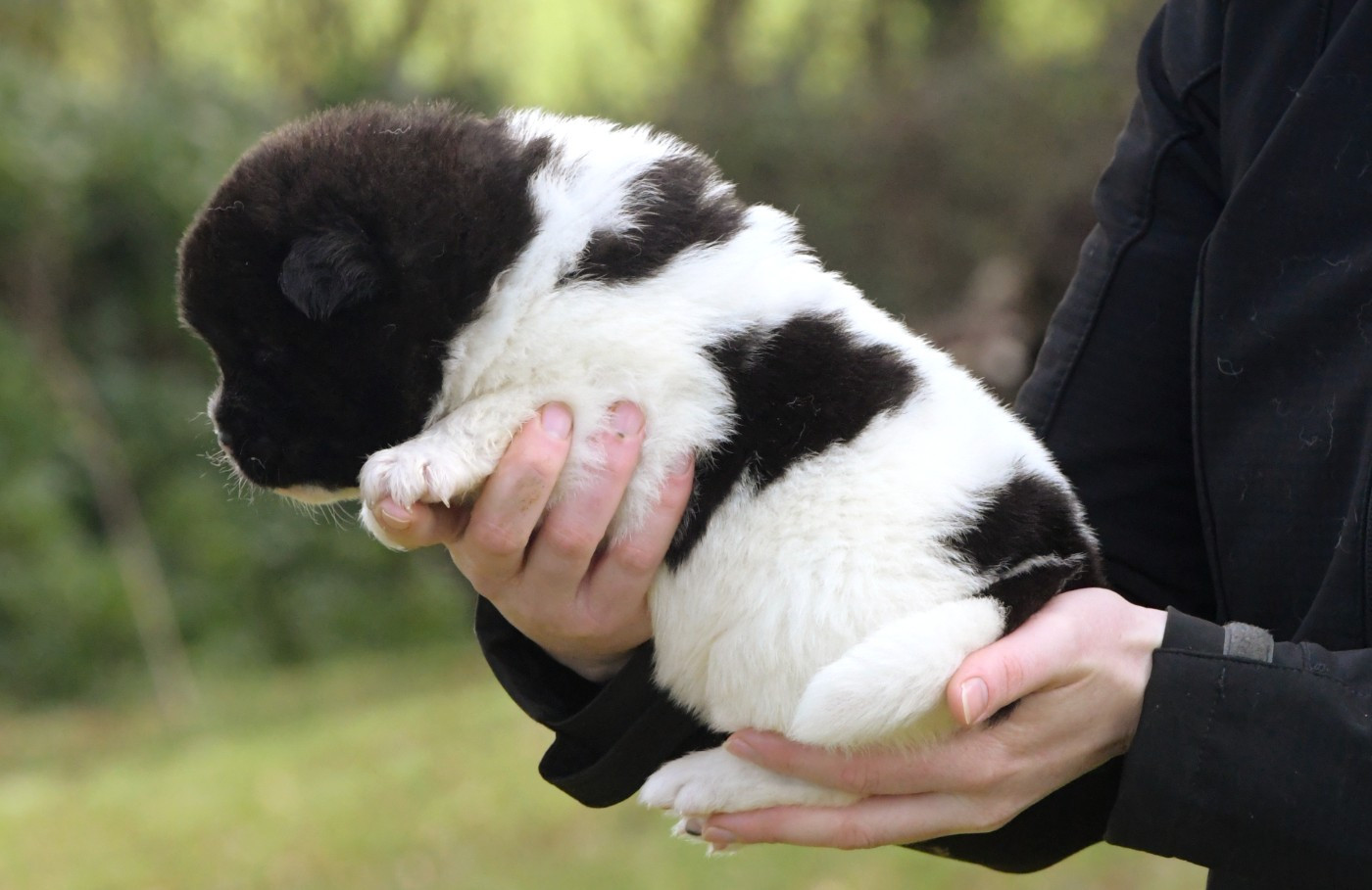 d'Aucérès - Chiots disponibles - Akita americain