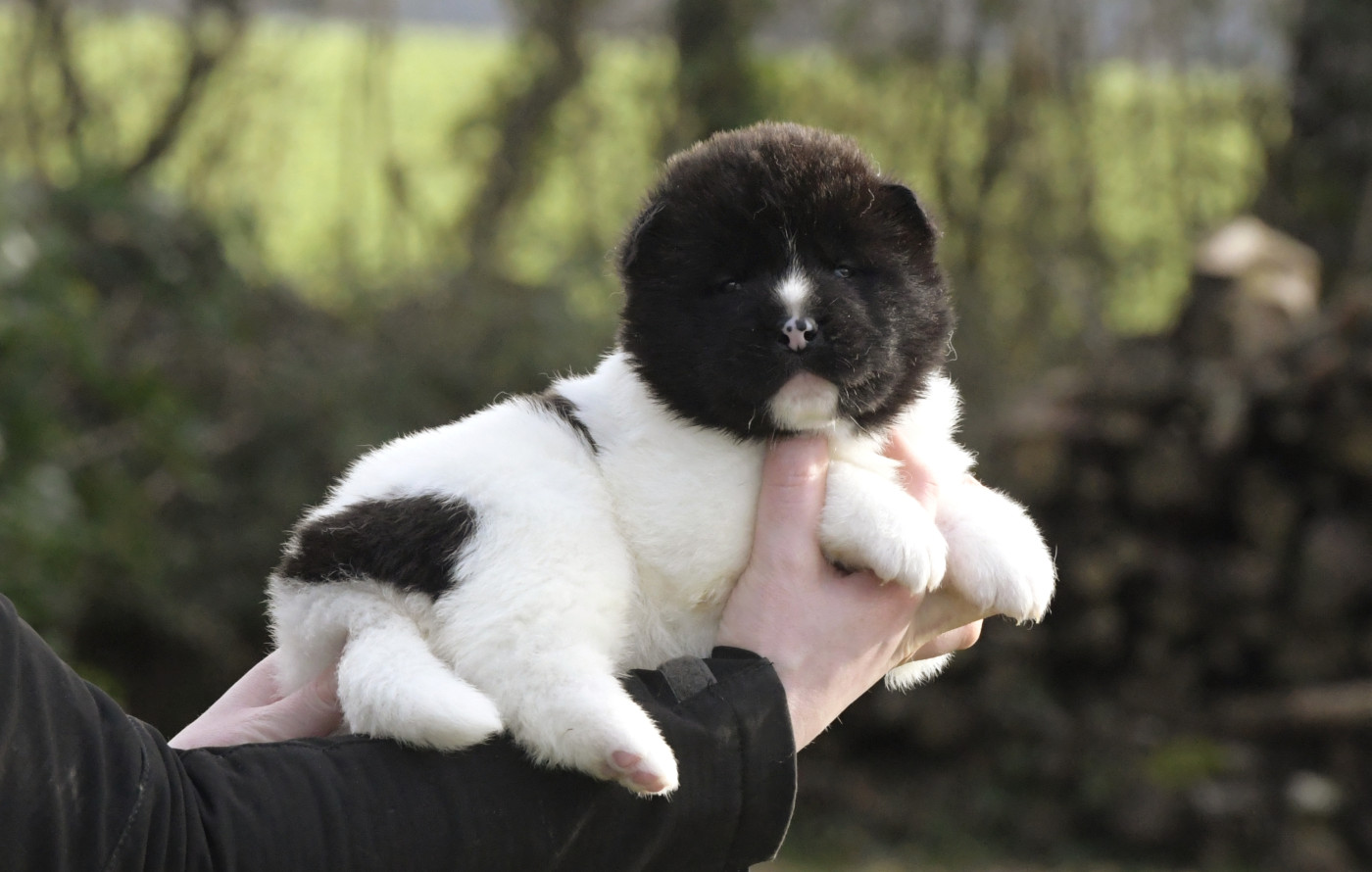 d'Aucérès - Chiots disponibles - Akita americain