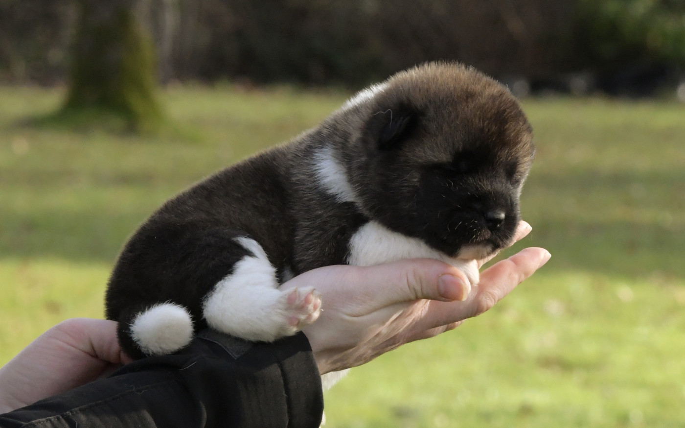 d'Aucérès - Chiots disponibles - Akita americain