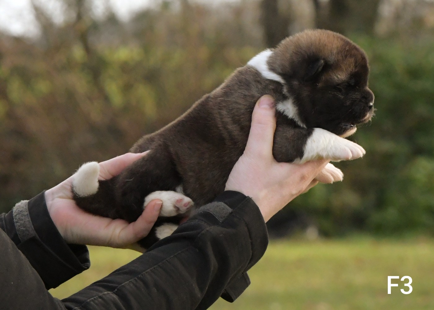 d'Aucérès - Chiots disponibles - Akita americain