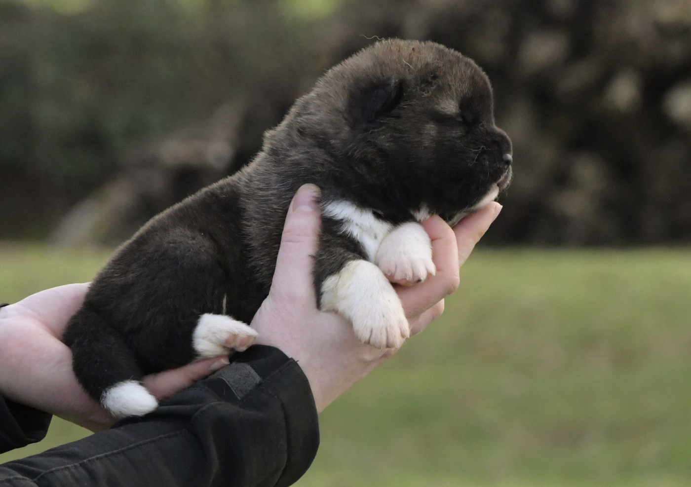 d'Aucérès - Chiots disponibles - Akita americain