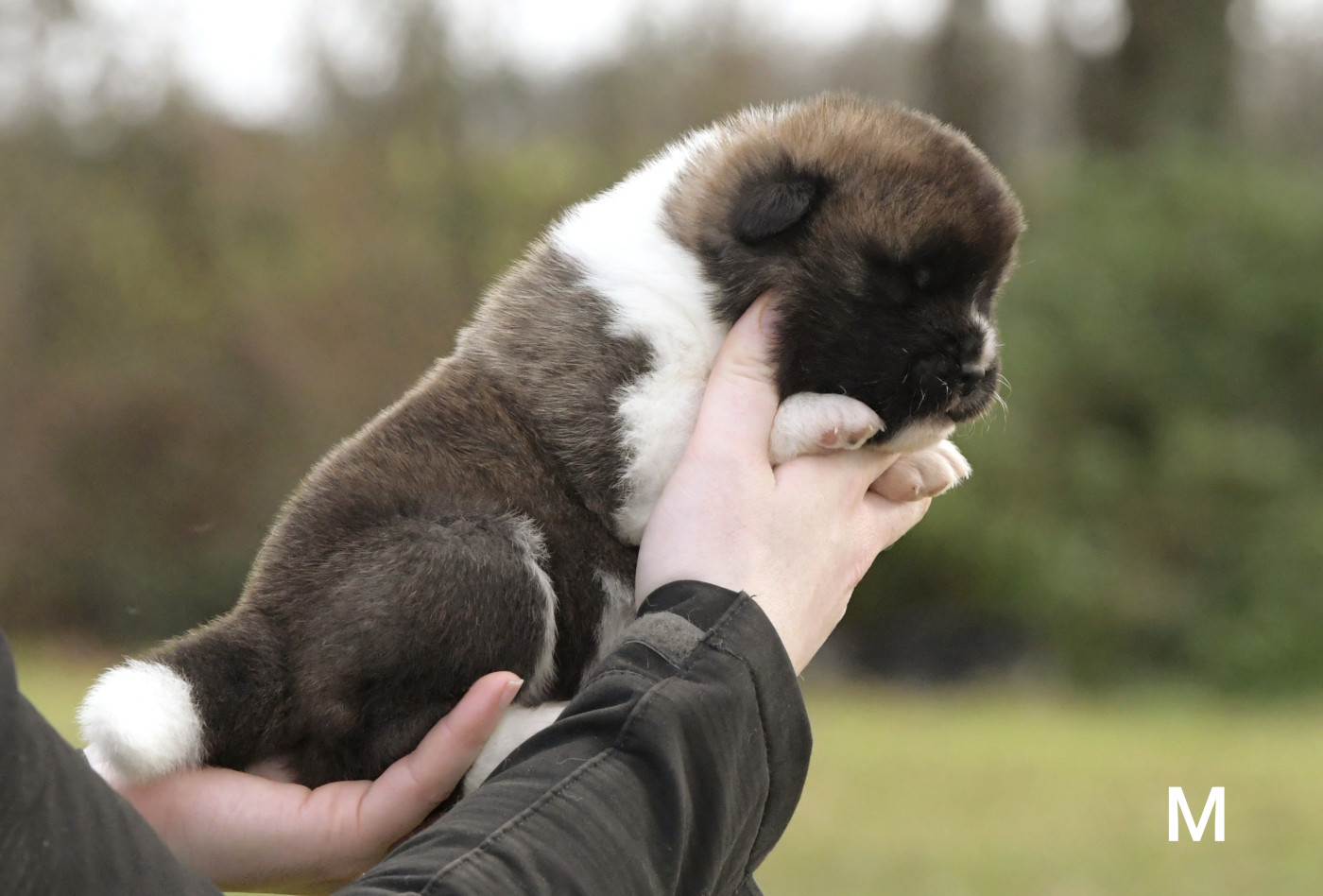 d'Aucérès - Chiots disponibles - Akita americain