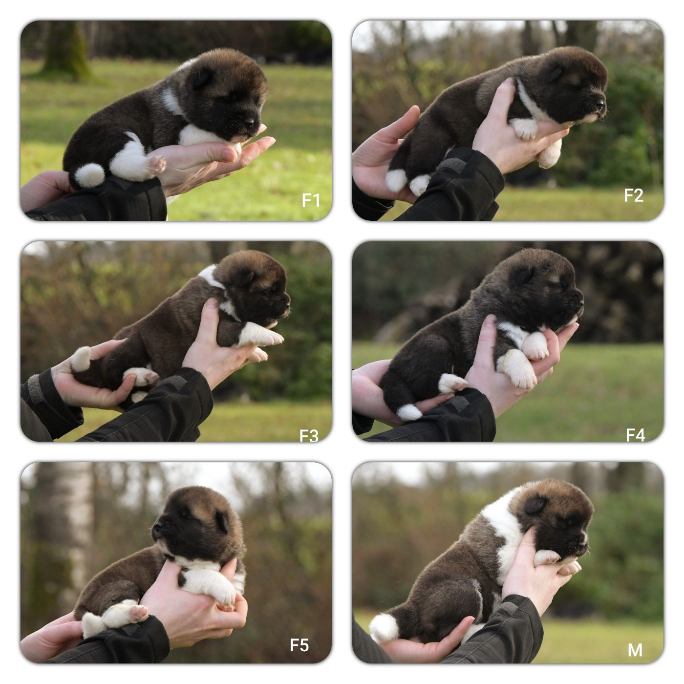 Chiot Akita americain d'Aucérès