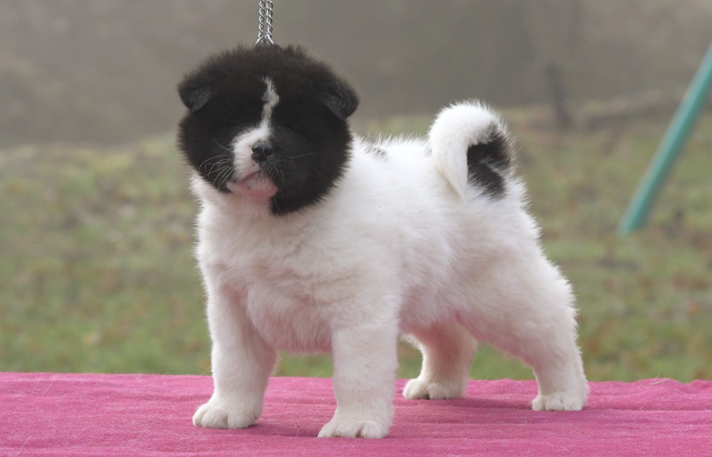 d'Aucérès - Chiots disponibles - Akita americain
