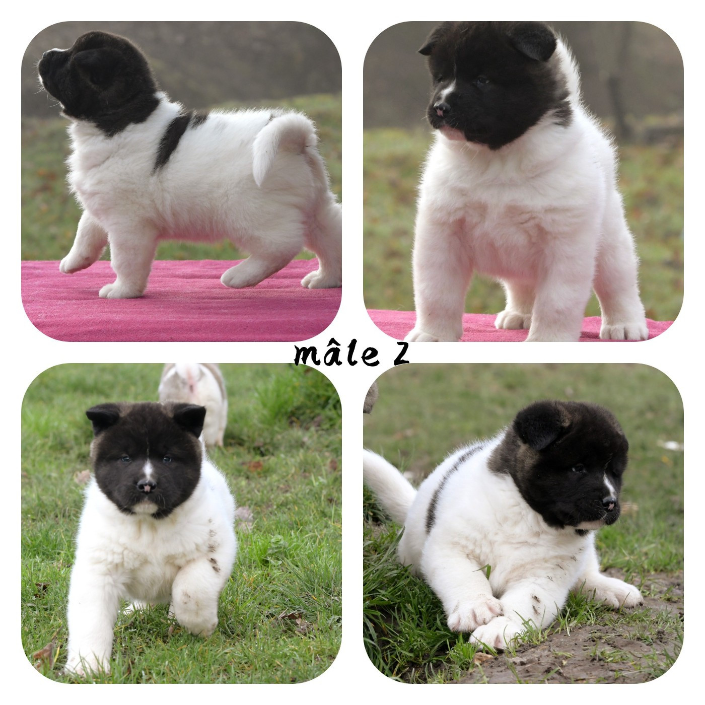 d'Aucérès - Chiots disponibles - Akita americain