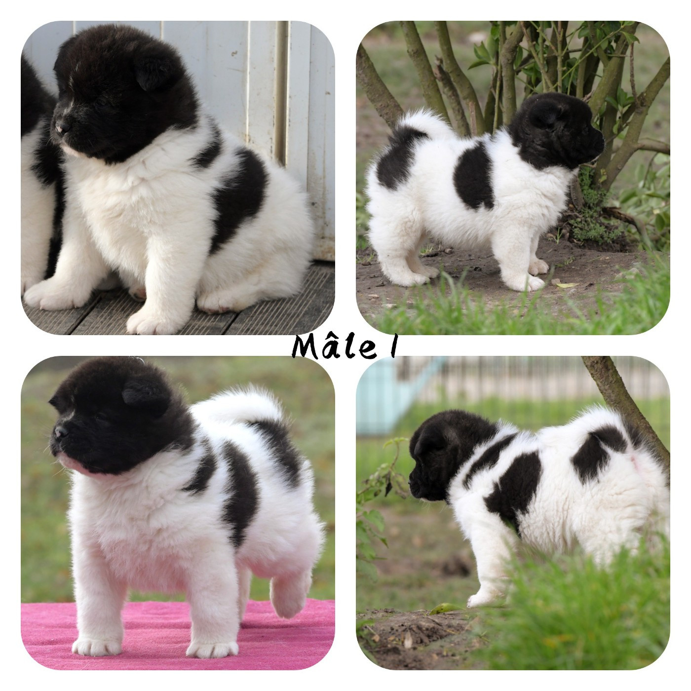 d'Aucérès - Chiots disponibles - Akita americain