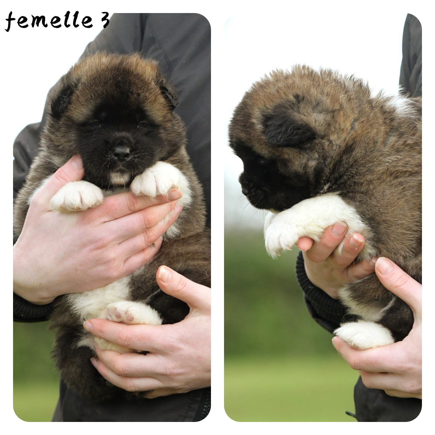 d'Aucérès - Chiots disponibles - Akita americain