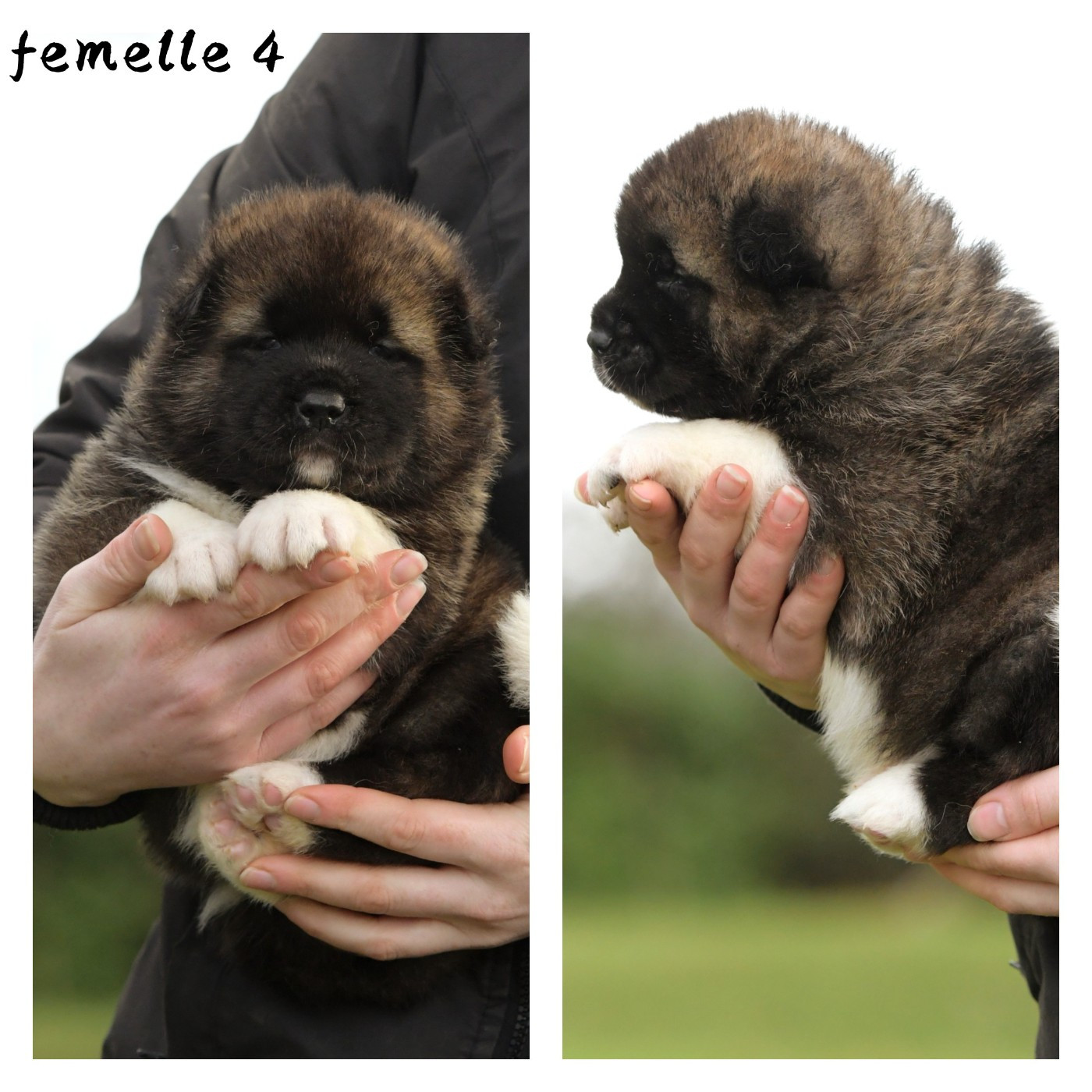 d'Aucérès - Chiots disponibles - Akita americain