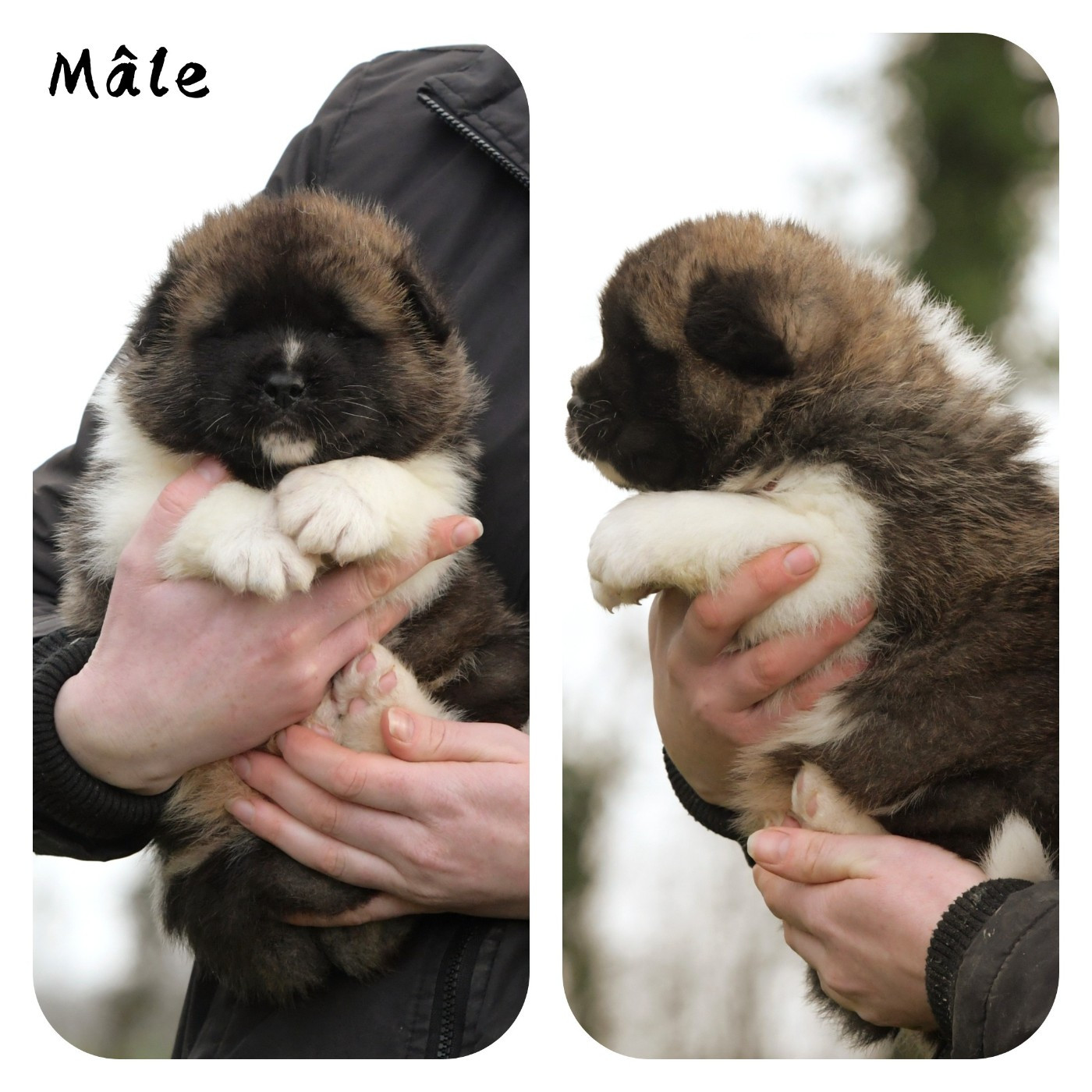 d'Aucérès - Chiots disponibles - Akita americain