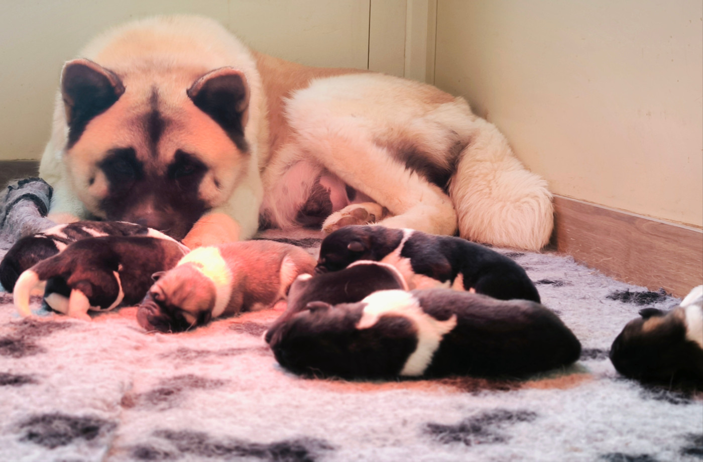 Chiot Akita americain d'Aucérès