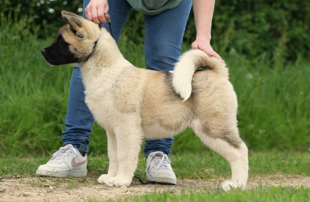 d'Aucérès - Chiots disponibles - Akita americain