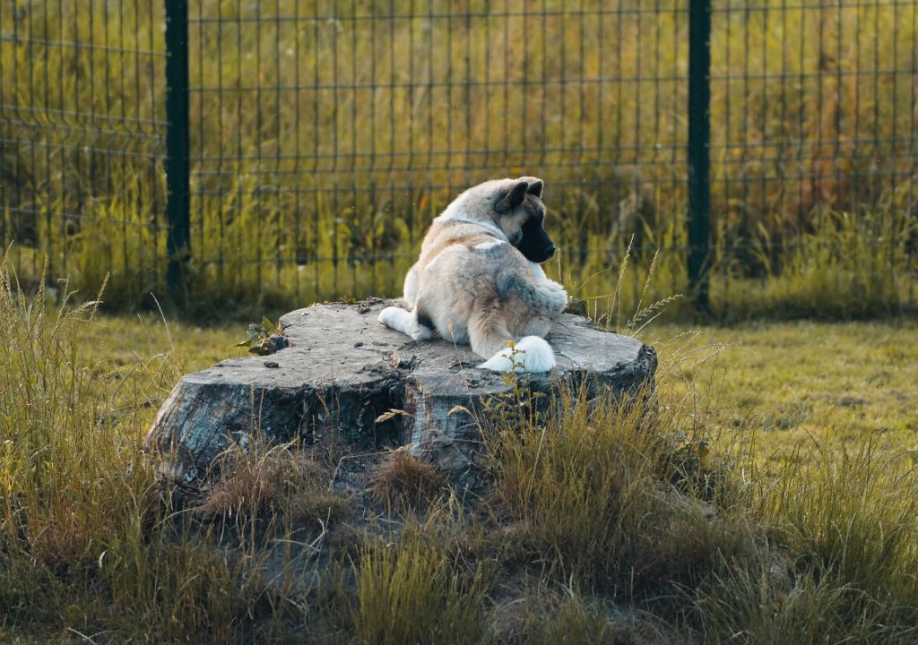 d'Aucérès - Chiots disponibles - Akita americain