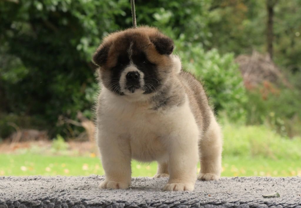 d'Aucérès - Chiots disponibles - Akita americain