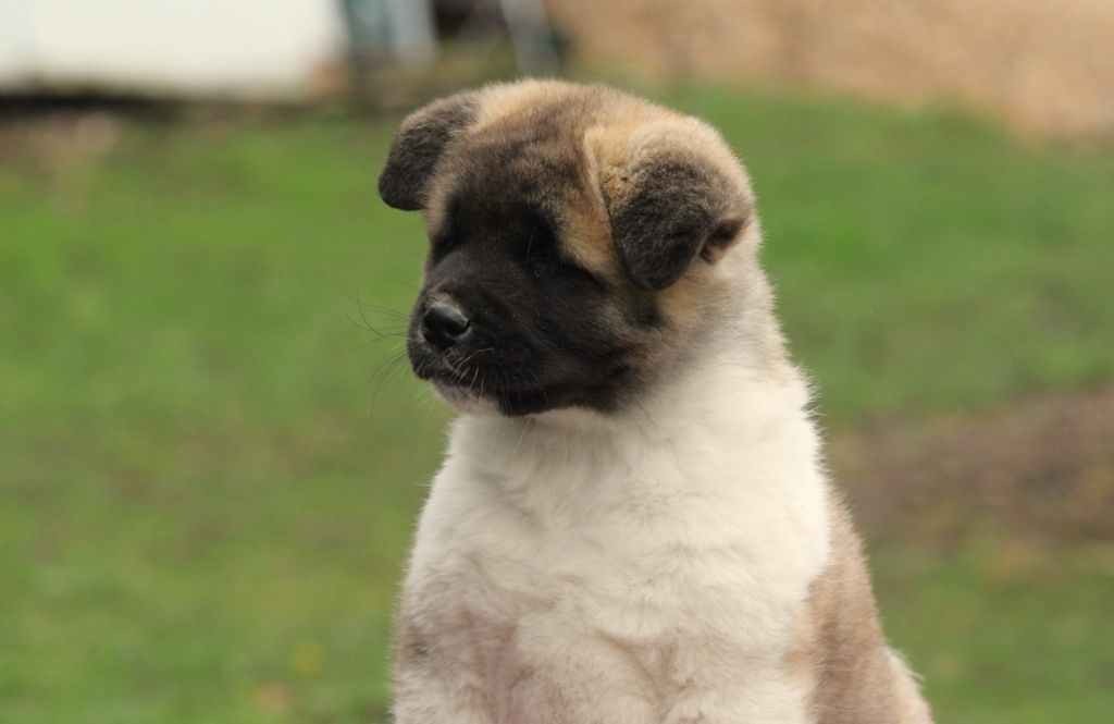 Chiot Akita americain d'Aucérès