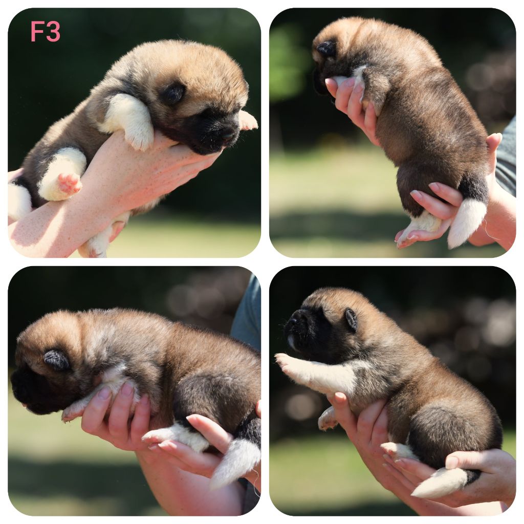 d'Aucérès - Chiots disponibles - Akita americain