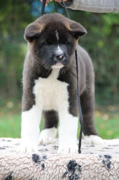 d'Aucérès - Akita americain - Portée née le 01/09/2014