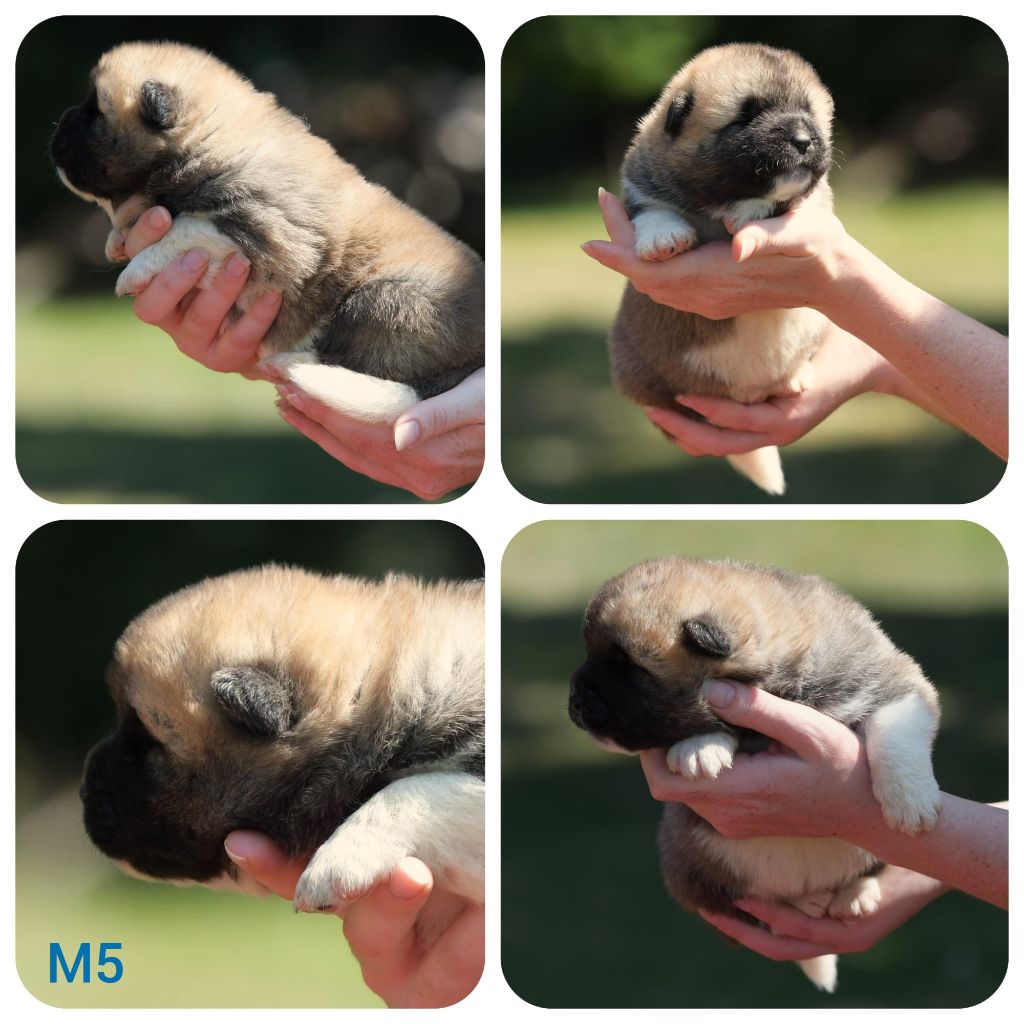 d'Aucérès - Chiots disponibles - Akita americain