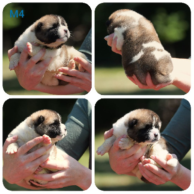 CHIOT 4