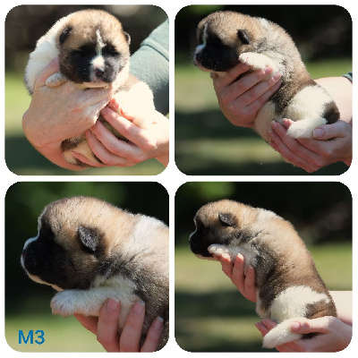CHIOT 3