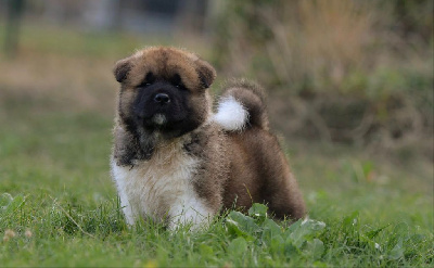 CHIOT 1