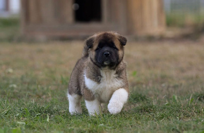 CHIOT 3