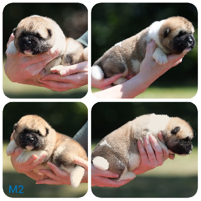 CHIOT 2