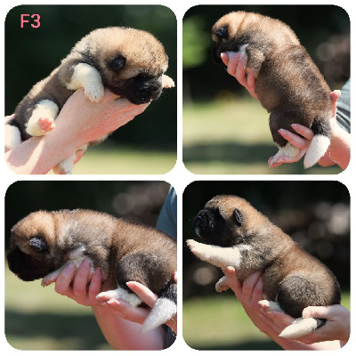 CHIOT 8