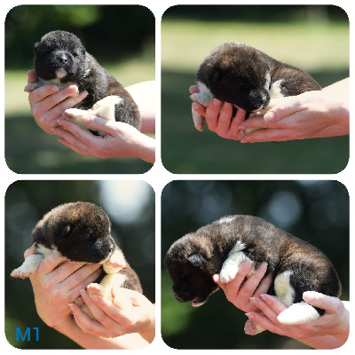 CHIOT 1