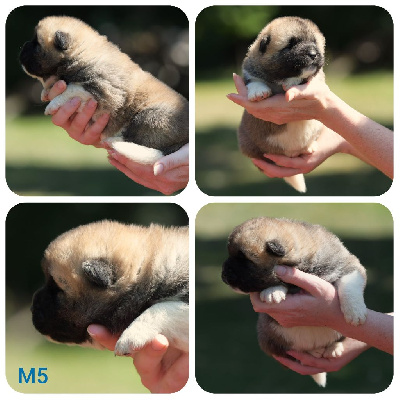 CHIOT 5