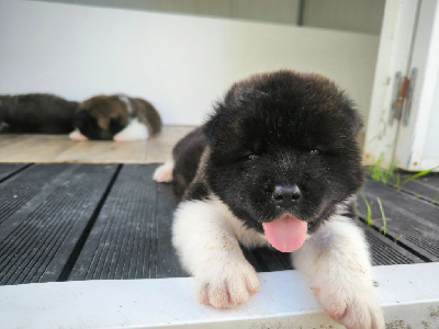 CHIOT 2