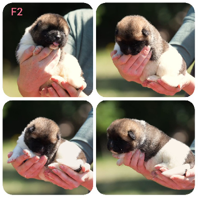 CHIOT 7