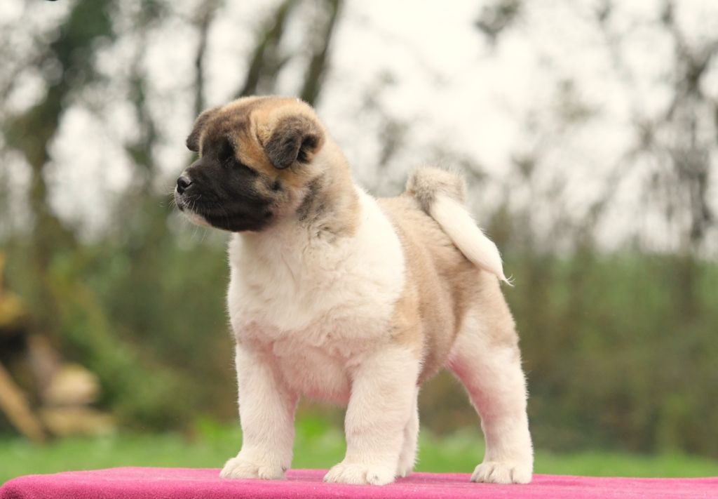 d'Aucérès - Chiots disponibles - Akita americain