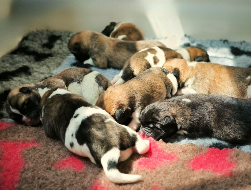 Chiot Akita americain d'Aucérès