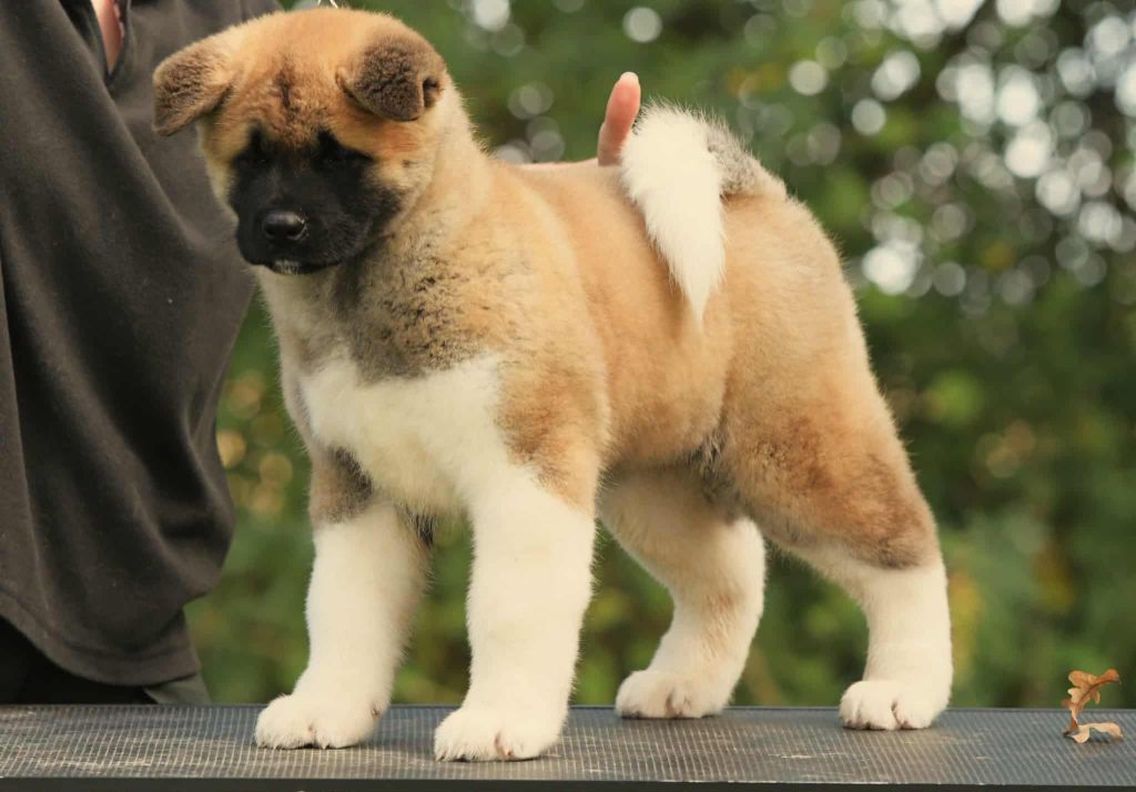d'Aucérès - Chiots disponibles - Akita americain